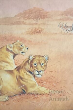 About Animals