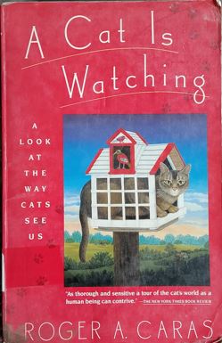 A Cat Is Watching