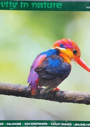 Creativity In Nature