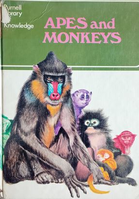 Apes And Monkeys