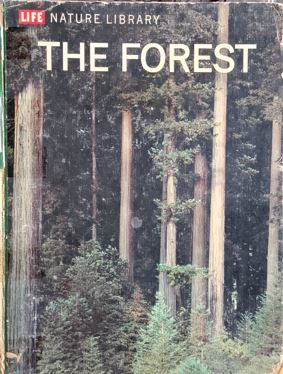 The Forest