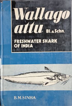 Wallago Attu - Freshwater Shark In India