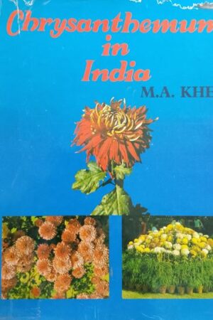 chrysanthemum in India